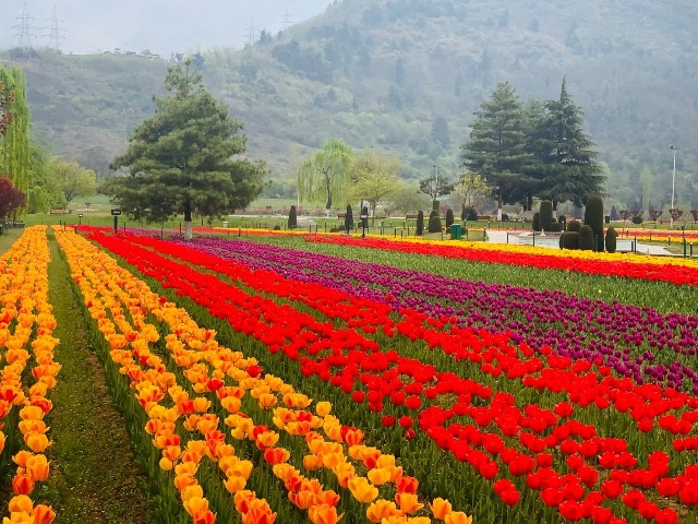 
Tulip Garden